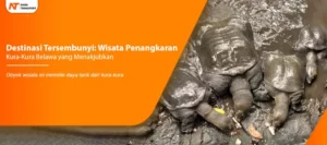 Read more about the article Destinasi Tersembunyi: Wisata Penangkaran Kura-Kura Belawa yang Menakjubkan