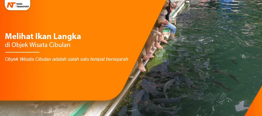 You are currently viewing Melihat Ikan Langka di Objek Wisata Cibulan