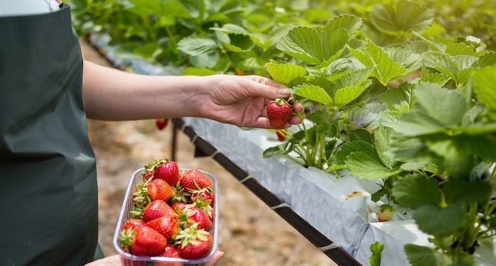 Toko Souvenir dan Toko Buah