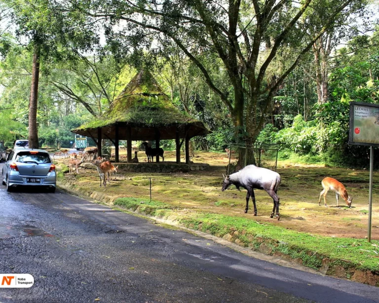 taman safari bogor