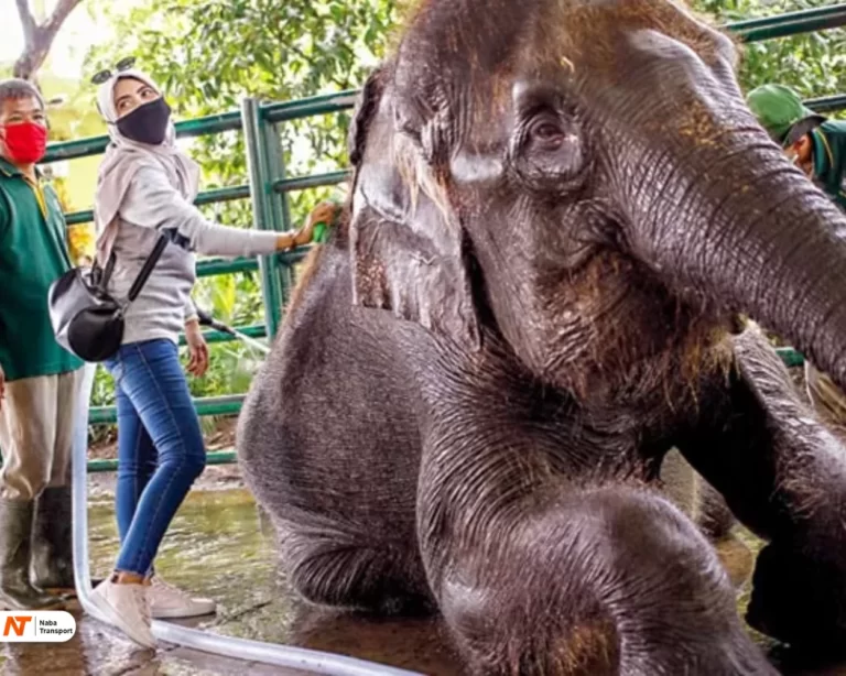 Spot foto Kebun Binatang Surabaya Wahana tunggang gajah